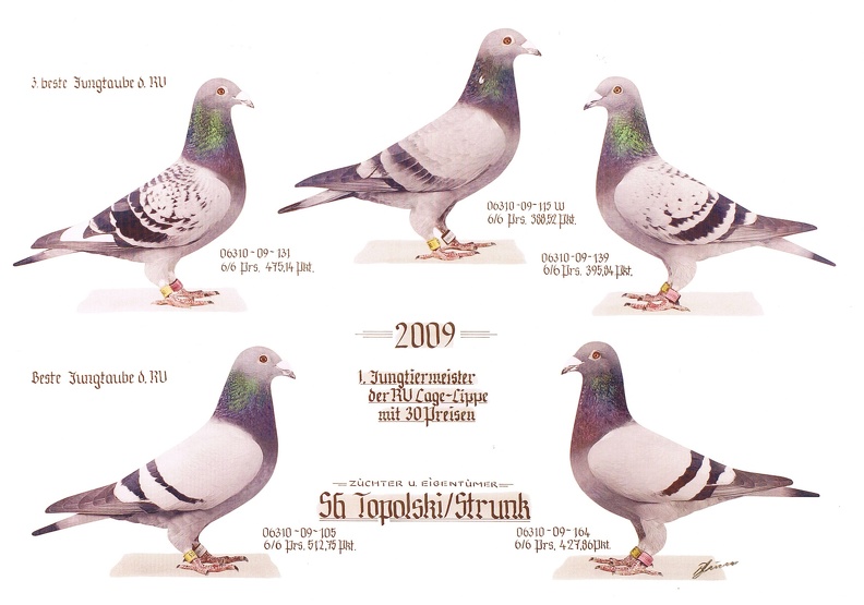 Siegertauben 2009.jpg